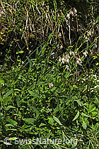 Gemeines Leimkraut (Silene vulgaris) (F184370)