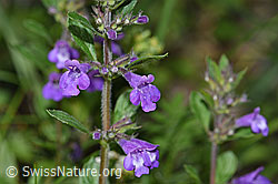 F184371: Feld-Steinquendel (Acinos arvensis)