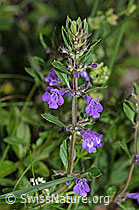 F184372: Feld-Steinquendel (Acinos arvensis)