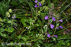 F184373: Feld-Steinquendel (Acinos arvensis)