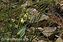 F184374: Gelber Fingerhut (Digitalis lutea)