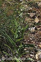 F184377: Gelber Fingerhut (Digitalis lutea)