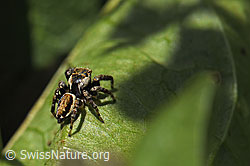 Bunter Sichelspringer (Evarcha falcata) (F184388)