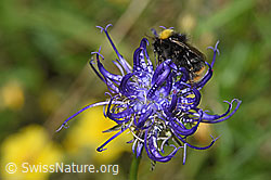 Distelhummel (Bombus soroeensis) auf Rundköpfiger Rapunzel (Phyteuma orbiculare) (F184390)