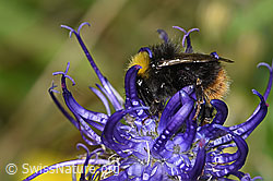 Distelhummel (Bombus soroeensis)<br/>Rundköpfige Rapunzel (Phyteuma orbiculare)