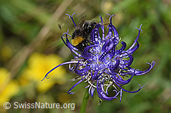 Distelhummel (Bombus soroeensis) auf Rundköpfiger Rapunzel (Phyteuma orbiculare) (F184392)