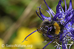 Distelhummel (Bombus soroeensis) auf Rundköpfiger Rapunzel (Phyteuma orbiculare) (F184393)