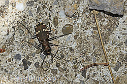 Berg-Sandlaufkäfer (Cicindela sylvicola) (F184395)