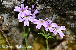 Leberbalsam (Erinus alpinus) (F184397)