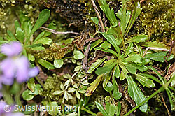 Leberbalsam (Erinus alpinus) (F184398)