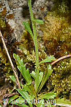 Leberbalsam (Erinus alpinus) (F184399)