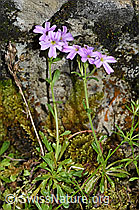 Leberbalsam (Erinus alpinus) (F184400)