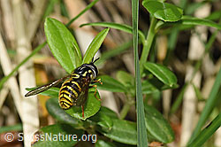 Photo: Chrysotoxum cautum