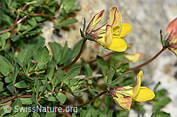 Alpen-Hornklee (Lotus alpinus) (F186030)