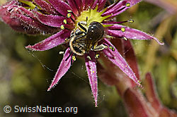 F186158: Alpen-Glanzbiene (Dufourea alpina) auf Berg-Hauswurz (Sempervivum montanum)