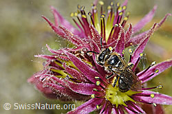 Alpen-Glanzbiene (Dufourea alpina)<br/>Berg-Hauswurz (Sempervivum montanum)