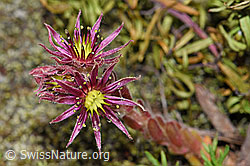 Sempervivum montanum (F186163)