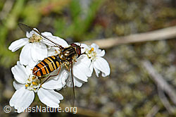 Hainschwebfliege (Episyrphus balteatus)