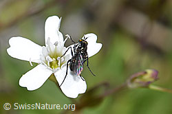 Foto: Langbeinfliege der Gattung Tachytrechus auf Felsen-Leimkraut (Silene rupestris)