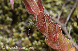 Sempervivum montanum (F186180)