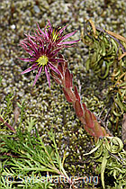 Sempervivum montanum (F186181)