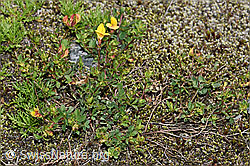 Alpen-Hornklee (Lotus alpinus) (F186190)