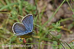 Violetter Wald-Bläuling (Cyaniris semiargus) auf Alpen-Hornklee (Lotus alpinus) (F186201)