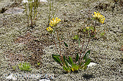 Anthyllis vulneraria ssp. alpestris (F186206)