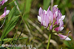 F186226: Alpenklee (Trifolium alpinum)