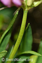 F186227: Alpenklee (Trifolium alpinum)