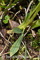 F186228: Alpenklee (Trifolium alpinum)