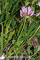 F186229: Alpenklee (Trifolium alpinum)