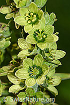 F186230: Weisser Germer (Veratrum album ssp. lobelianum)
