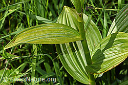 F186236: Weisser Germer (Veratrum album ssp. lobelianum)