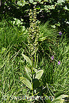 F186240: Weisser Germer (Veratrum album ssp. lobelianum)
