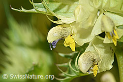 F186242: Schmalblättriger Klappertopf (Rhinanthus glacialis)