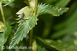 F186243: Schmalblättriger Klappertopf (Rhinanthus glacialis)