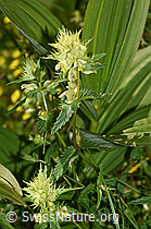 F186245: Schmalblättriger Klappertopf (Rhinanthus glacialis)