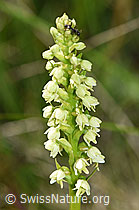 Weisszunge (Pseudorchis albida) (F186251)