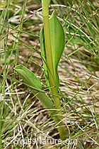 Weisszunge (Pseudorchis albida) (F186252)