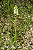 Weisszunge (Pseudorchis albida) (F186254)