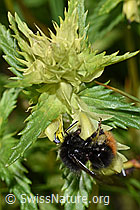 F186295: Bergwald-Hummel (Bombus wurflenii) an Schmalblättrigem Klappertopf (Rhinanthus glacialis)