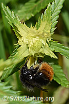 Bergwaldhummel (Bombus wurflenii)<br/>Schmalblättriger Klappertopf (Rhinanthus glacialis)