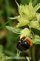 F186298: Bergwald-Hummel (Bombus wurflenii) an Schmalblättrigem Klappertopf (Rhinanthus glacialis)
