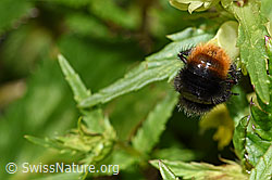 F186301: Bergwald-Hummel (Bombus wurflenii) an Schmalblättrigem Klappertopf (Rhinanthus glacialis)