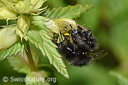 F186305: Bergwald-Hummel (Bombus wurflenii) an Schmalblättrigem Klappertopf (Rhinanthus glacialis)