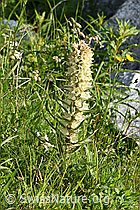 F186324: Straussblütige Glockenblume (Campanula thyrsoides)