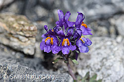 Alpen-Leinkraut (Linaria alpina) (F186521)