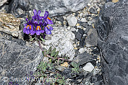 Alpen-Leinkraut (Linaria alpina) (F186523)
