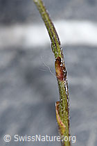 Huflattich (Tussilago farfara) (F186525)